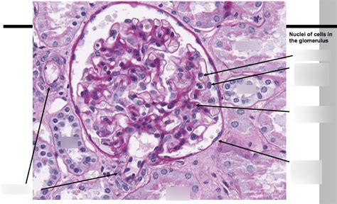 Glomeruli Histology