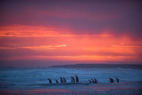 Penguin Sunrise | Sean Crane Photography