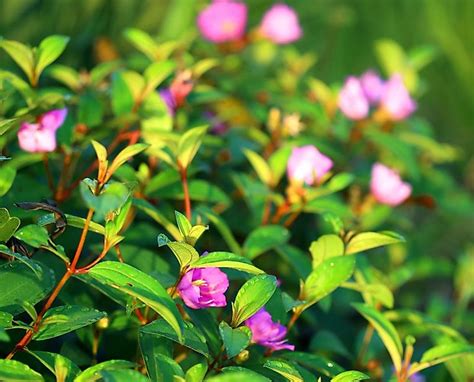 Native Plant Species Of Brazil - WorldAtlas.com