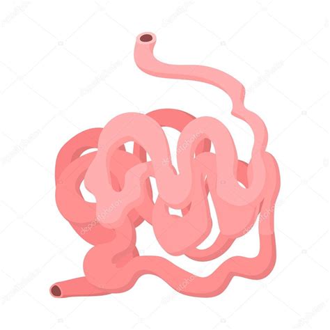 Small Intestine Clipart | Free download on ClipArtMag