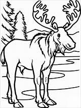 Caribou Coloring Pages  ColoringBay sketch template