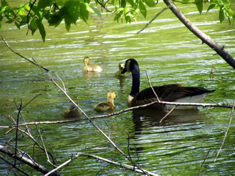 nature walk: floyds knobs, indiana - Imagine Childhood : Magic ...