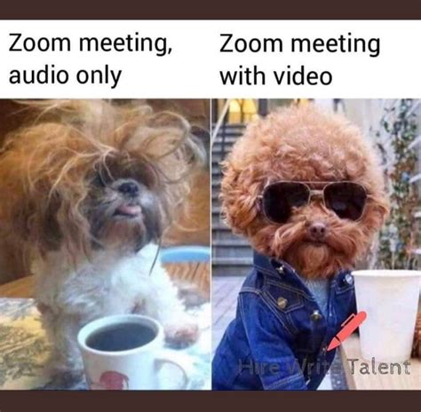 zoom meeting audio only meme, dog - Google Search | Funny relatable ...