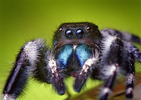 Adult Male Phidippus audax Jumping Spider | A photo of the s… | Flickr