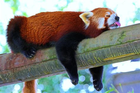 Panda, lesser panda, red panda, branch, rest, sleep wallpaper | other | Wallpaper Better