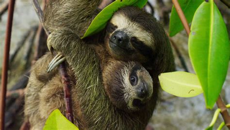 Pygmy three-toed sloth (Bradypus pygmaeus); DISPLAY FULL IMAGE.