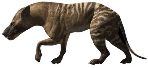 Hyaenodon | Cool Dino Facts Wiki | FANDOM powered by Wikia