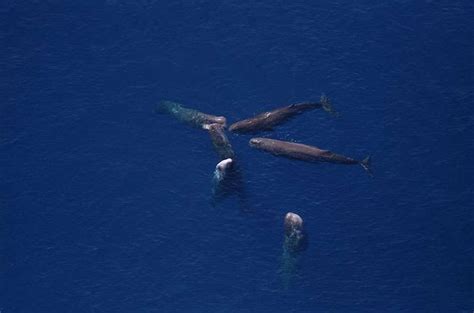 Is it best to protect whale habitat where it was—or is now?