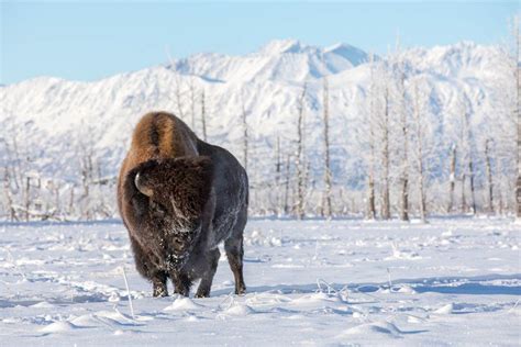 After bad winter, experimental Alaska wood bison population hits new low | Outdoors | helenair.com