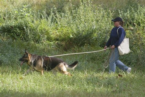 How to Watch the AKC National Dog Tracking Invitational