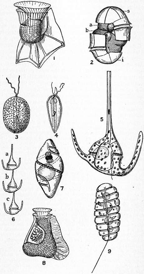 Gonyaulax: a dinoflagellate – Inanimate Life