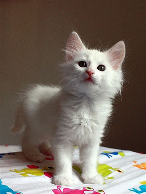 8+ Turkish Angora Kitten - Furry Kittens