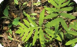 Bracken-fern poisoning in horses | ontario.ca