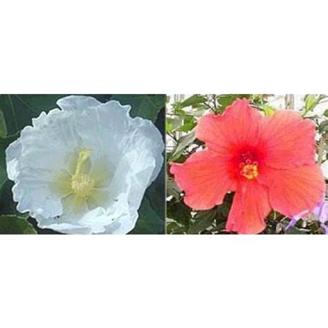 Hibiscus Mutabilis Seeds (Confederate Rose Seeds, Cotton Rose Seeds ...