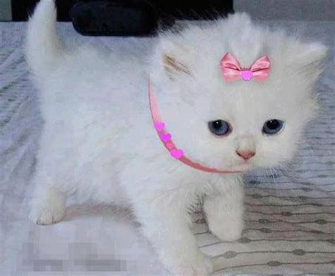 White kitten with pink bow | Cute Cats and Kittens | Pinterest | Cats, White kittens and Pink