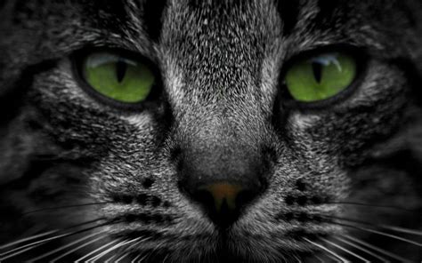 cat, Green, Eyes Wallpapers HD / Desktop and Mobile Backgrounds