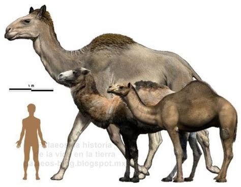 Bildergebnis für arctotherium angustidens | Animales extintos, Animales ...