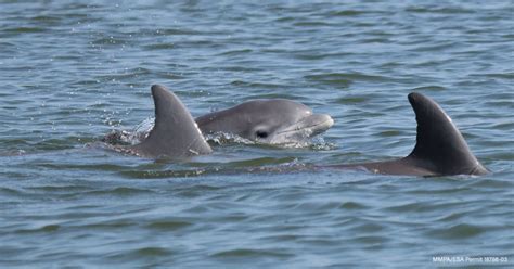 Pregnant Dolphin Ultrasound