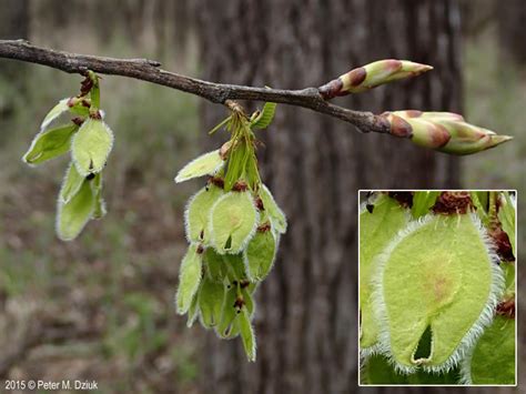 Ulmus americana (American Elm): Minnesota Wildflowers