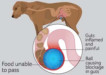 What Are Signs Of Intestinal Blockage In Dogs