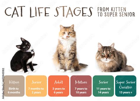 Cat life stages infographic or visualization. Cat development chart with a kitten and adult cat ...