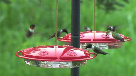 Wild Birds Unlimited - Hummingbird Feeders - YouTube