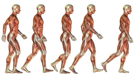 Normal Movement: Performing Tasks Optimally After Neurological Injury