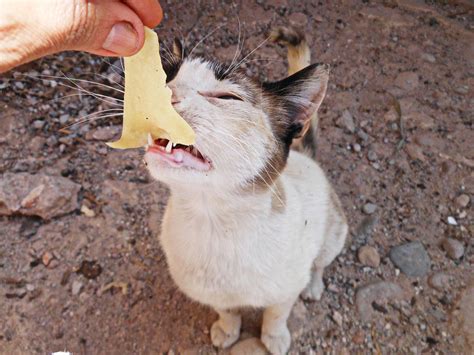 Can Cat's Eat Cheese? | All Of The Facts Uncovered