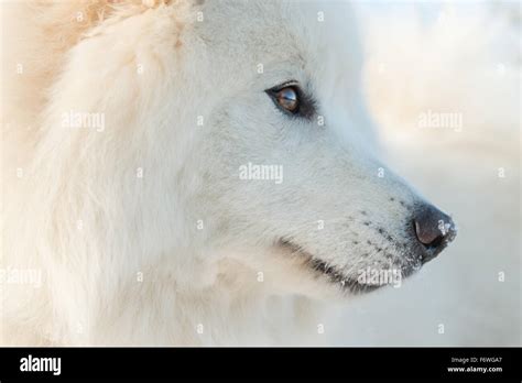 Samoyed in snow Stock Photo - Alamy