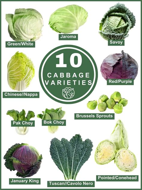 Discover 10 Cabbage Varieties & Their Exciting Uses! - Salads with ...