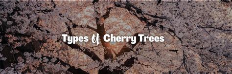 15+ Different Types of Cherry Trees (Chart, Pictures and Facts)