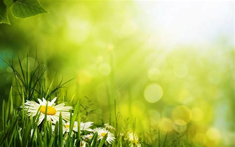 Grass and Flowers Wallpapers - Top Free Grass and Flowers Backgrounds - WallpaperAccess