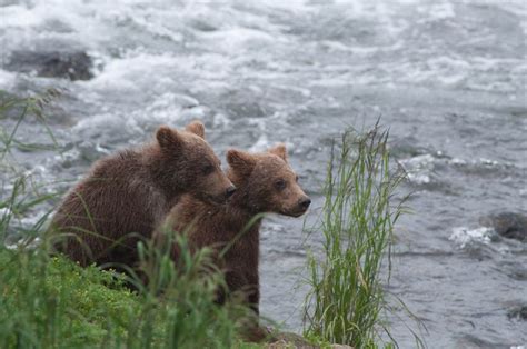 Alaskan brown bear cubs along the shore of a river in Kenai Fjords ...