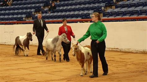 Big Prizes for Small, But Mighty, Competitors in Miniature Horse Show ...