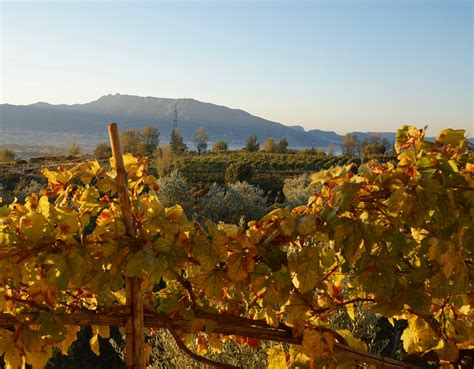 Wines of Campania: The Best Vineyards Near Naples and Mt. Vesuvius | Observer