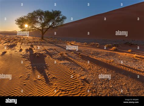 Sunrise at the camelthorn tree Stock Photo - Alamy