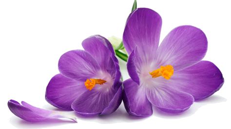 Crocus, Spring, Flower, Bulb, Violet PNG