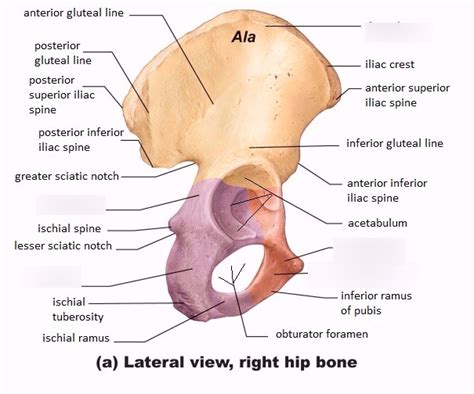 Coxal Bone Diagram | Quizlet