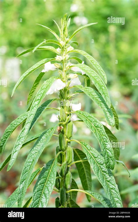 Sesame seed flower on tree in the field, Sesame a tall annual ...