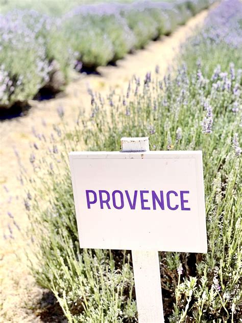 7 California Lavender Fields and Farms (Including My Absolute Favorite!)