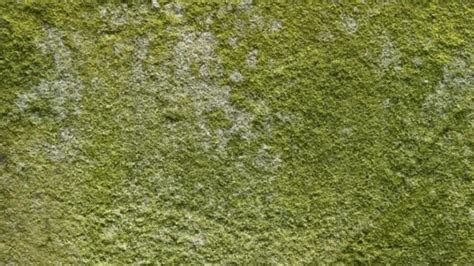 How To Remove Green Mold From Furniture - Patio Furniture