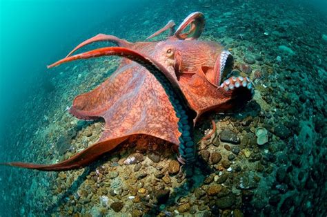 Do Giant Pacific Octopus Attack Humans? - American Oceans