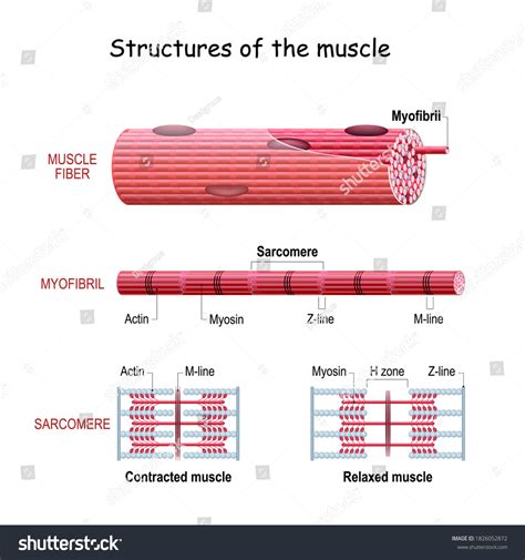 Skeletal Muscle Fiber Diagram