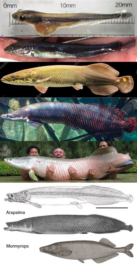 Arapaima