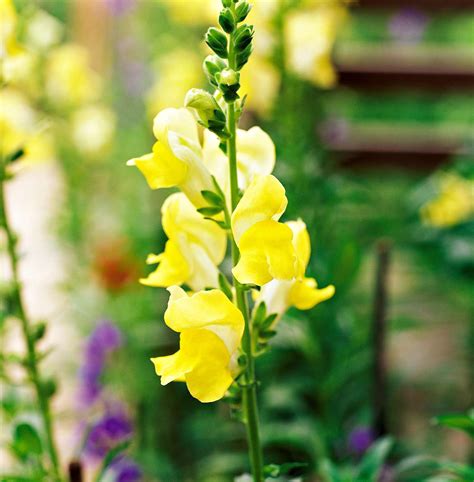 How to Plant and Grow Snapdragon