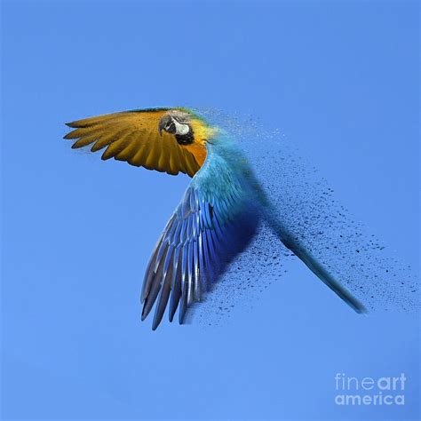 Blue Parrot Flying - Marteko