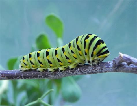 TYWKIWDBI ("Tai-Wiki-Widbee"): Finally, a Black Swallowtail caterpillar