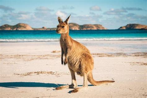 Lucky Bay Kangaroo in Esperance Photo Art Print Poster 24x36 inch | eBay