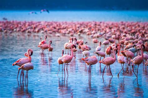 Reasons as to Why is Lake Nakuru National Park Famous?