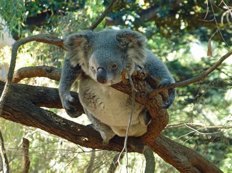 Drop Bear: Der Killer-Koala aus Australien